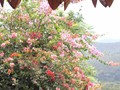 IMG_1059